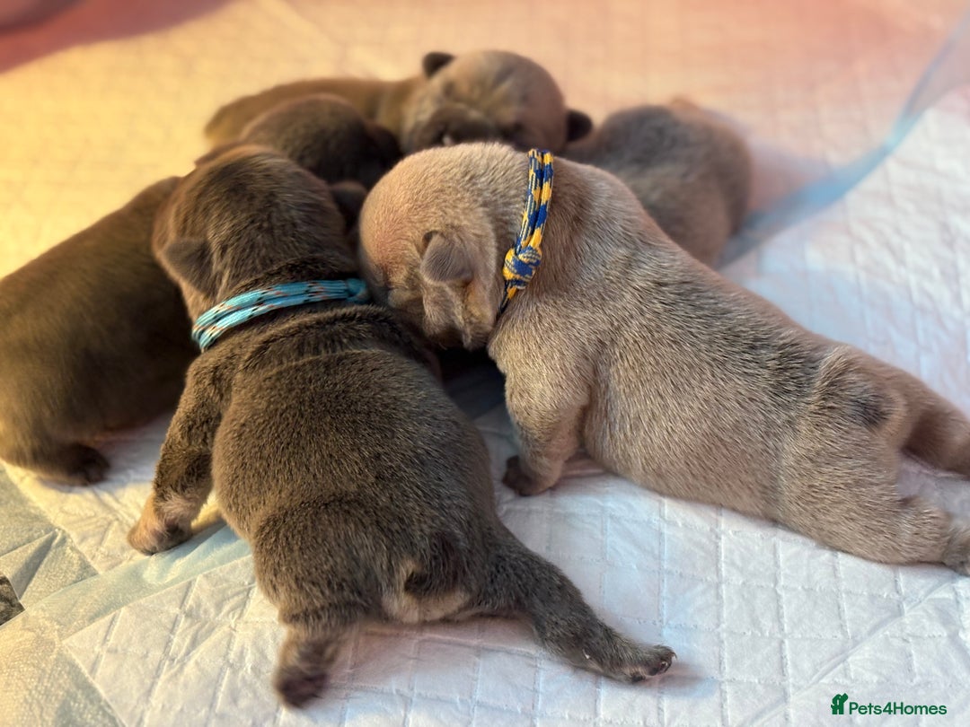French Bulldog dogs for sale: QUALITY HOME BRED FRENCH BULLDOG PUPPIES - Image 2