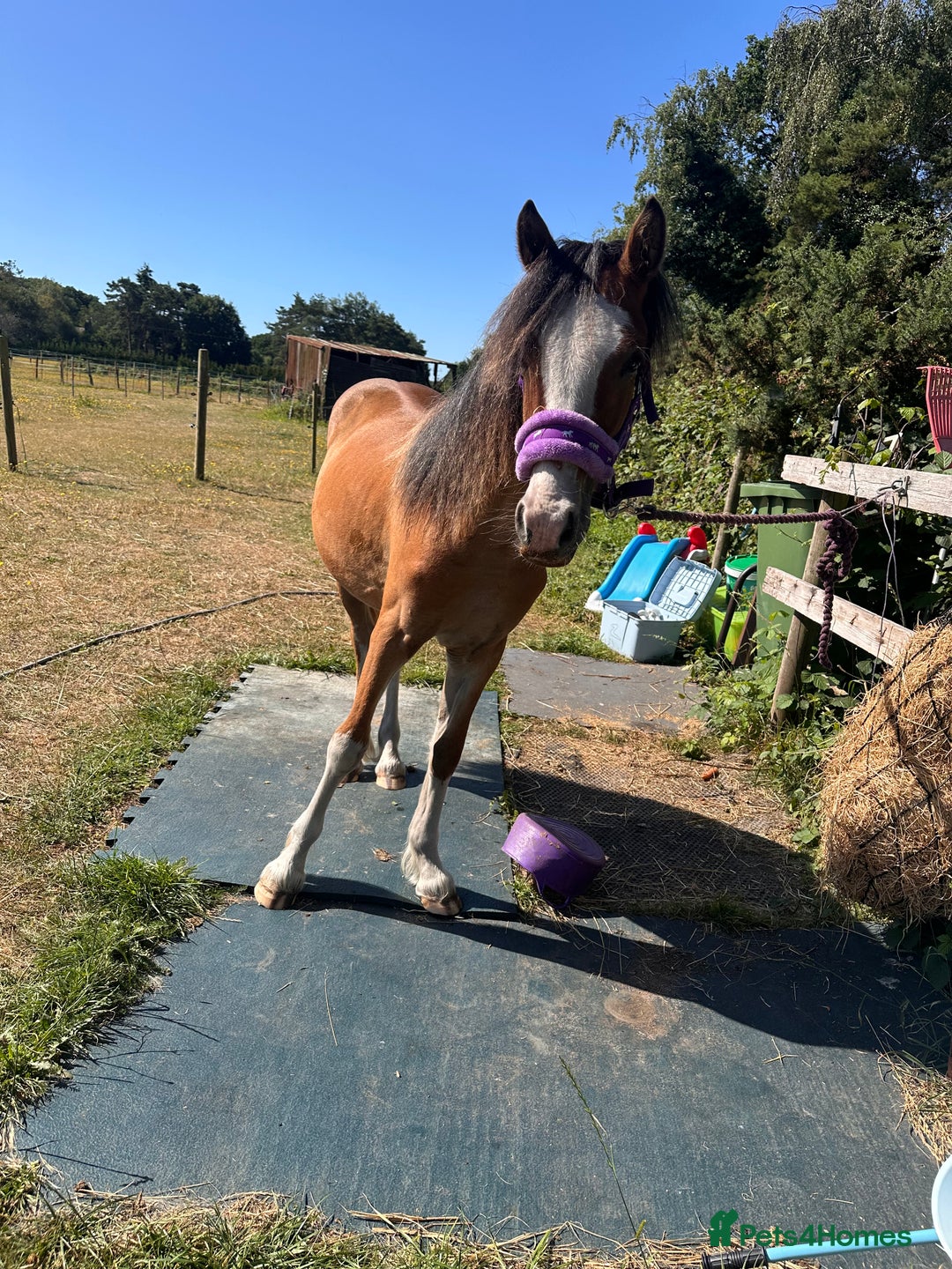 Irish Cob horses for sale: Buddy - Image 18
