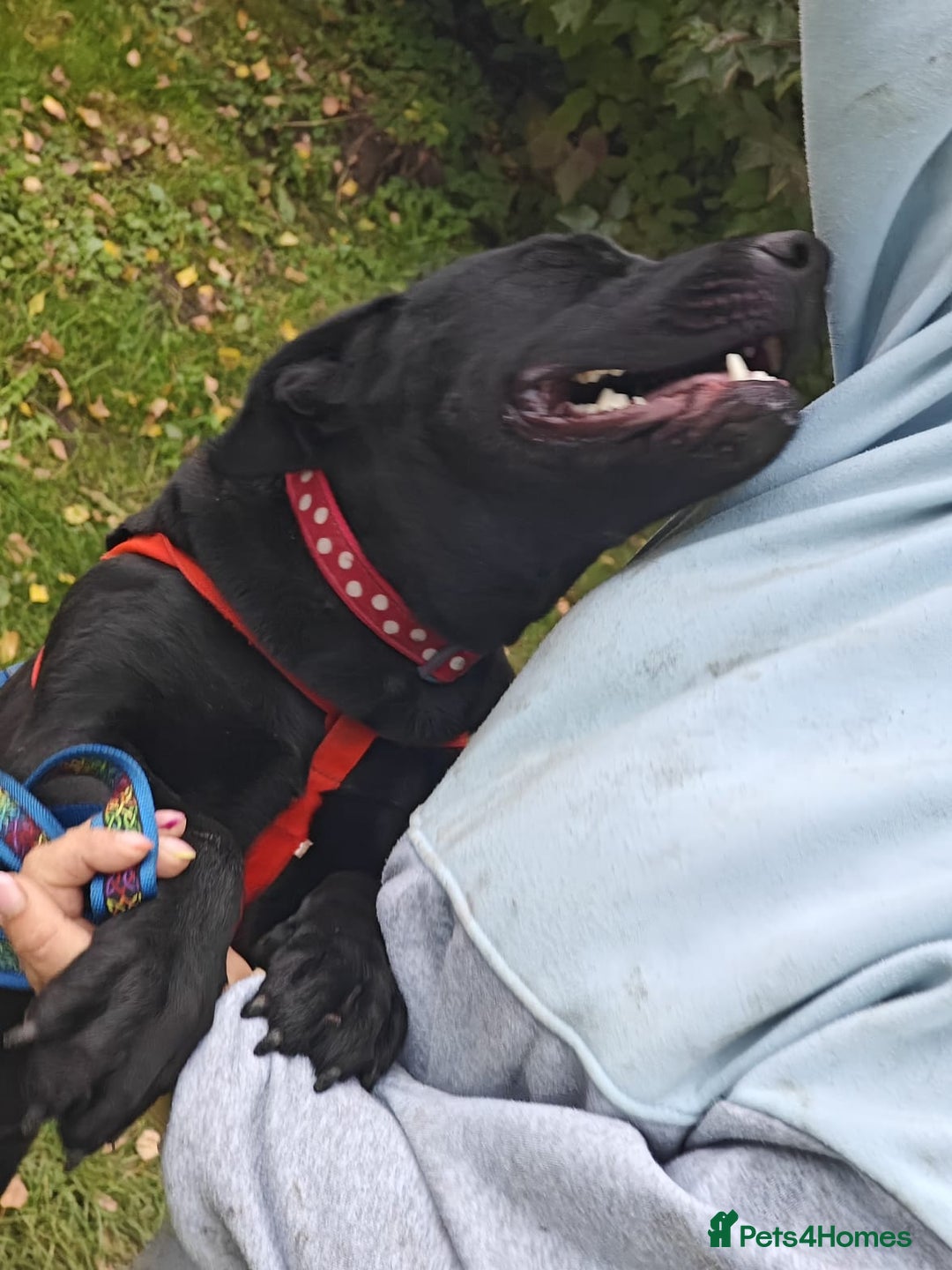 Mixed Breed dogs for adoption: ❤️NICOL❤️- Kind and Joyful 2-3 yo Labrador girl - Advert 11