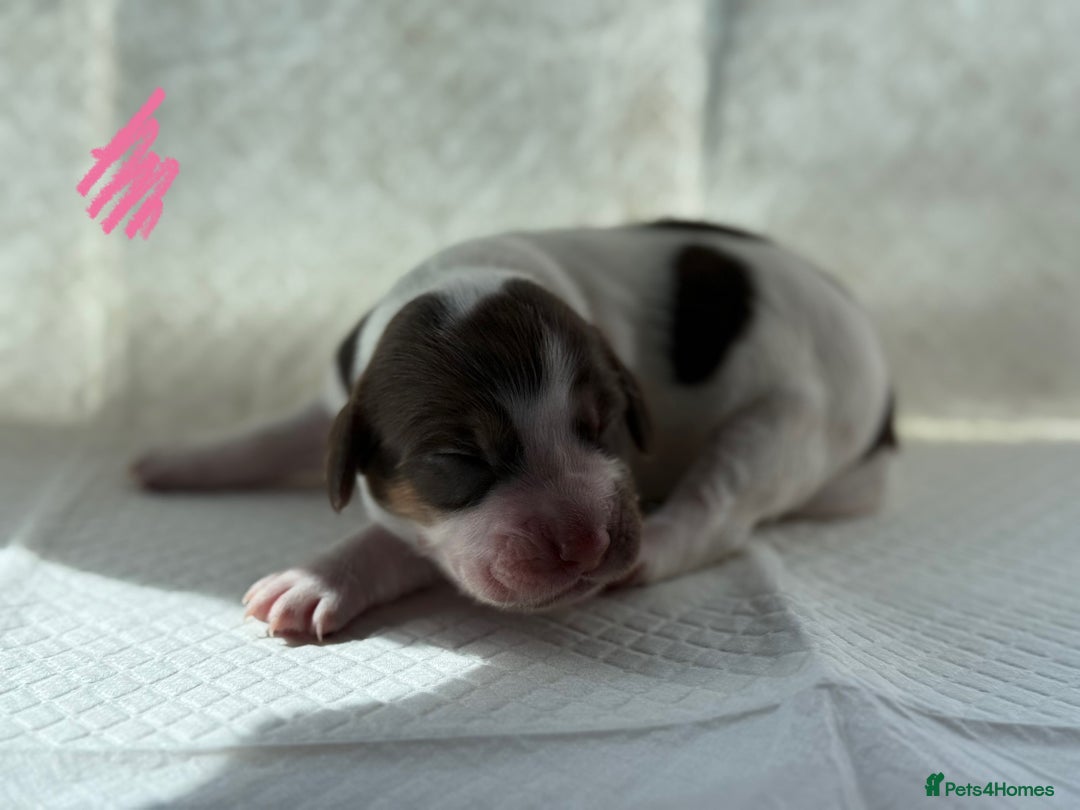 Sprocker dogs for sale: Lovely litter of 5 Sprocker puppies available - Image 2