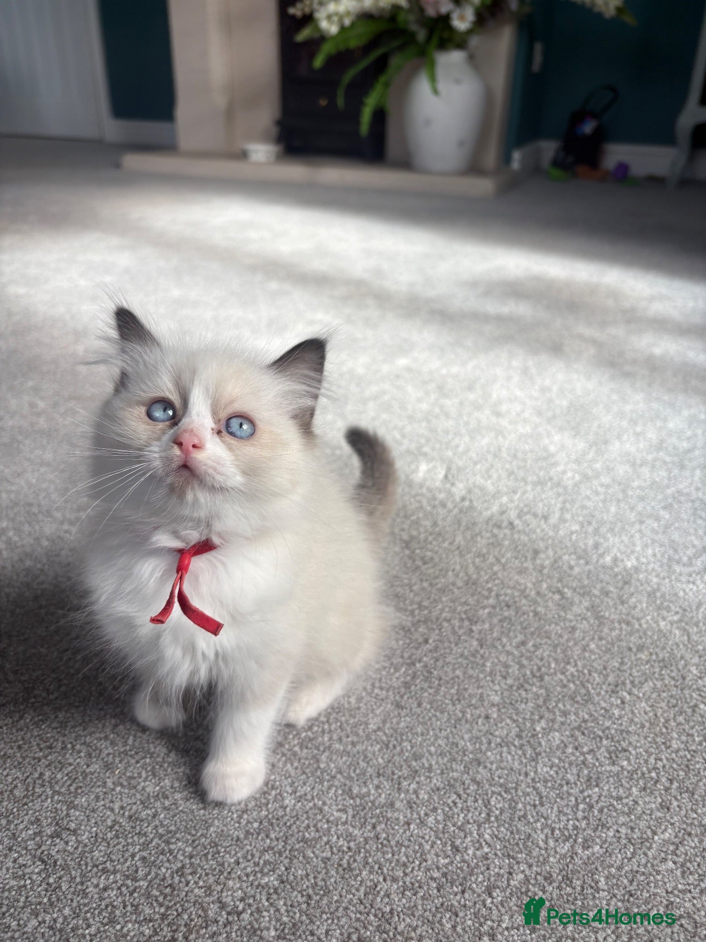 Ragdoll cats Chunky TICA/GCCF registered kittens - Advert 1