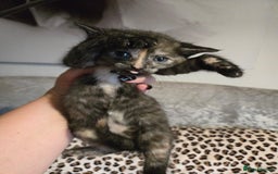 Mixed Breed cats for sale: 7 Half-Ragdolls  - Image 9