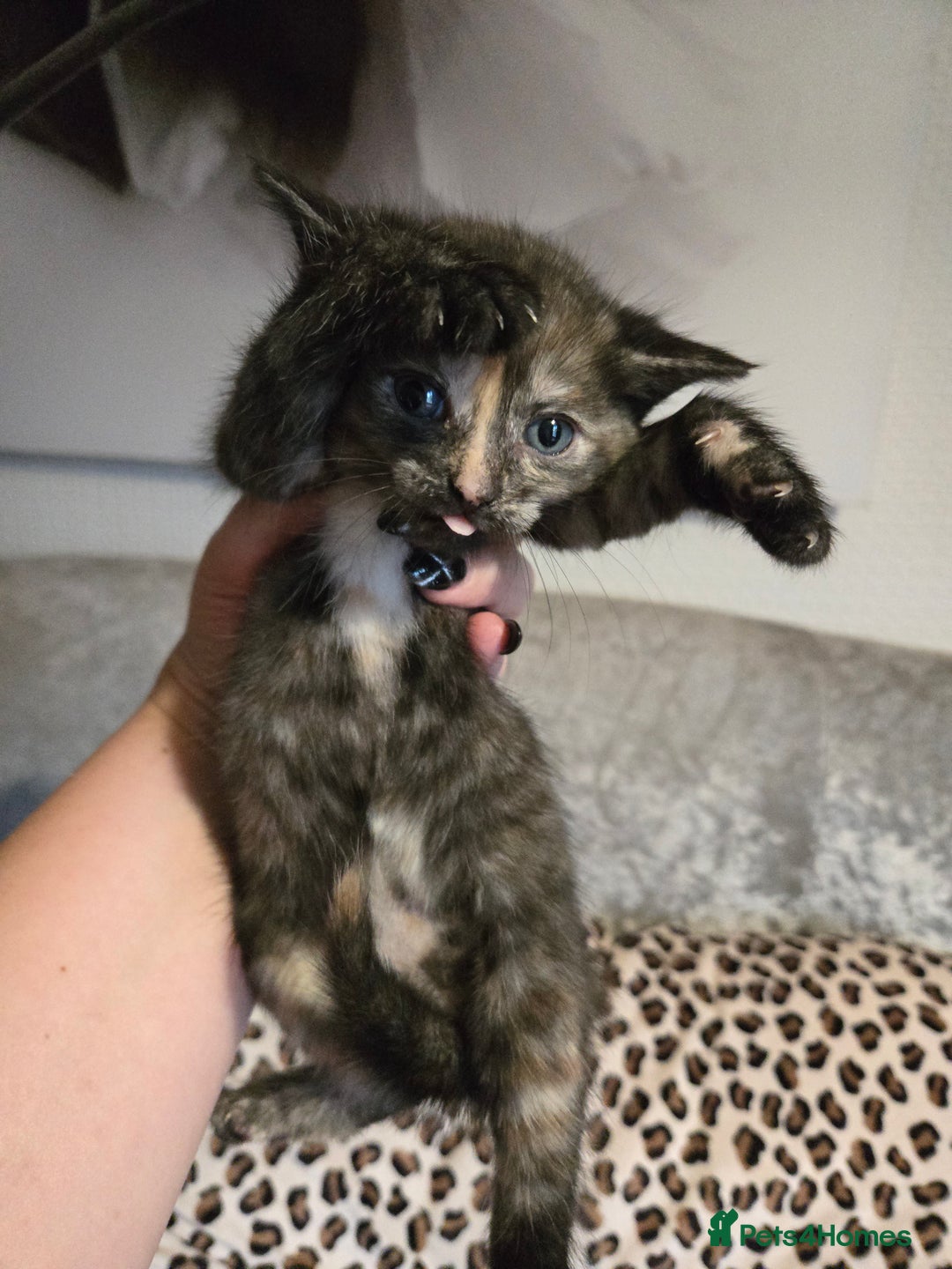 Mixed Breed cats for sale: 7 Half-Ragdolls  - Image 9