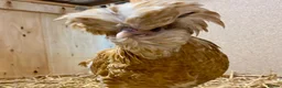 Chickens poultry for sale: Polish  - Advert 14