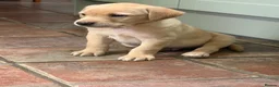 Labrador Retriever dogs for sale: Yellow KC, health tested Labradors  - Advert 2