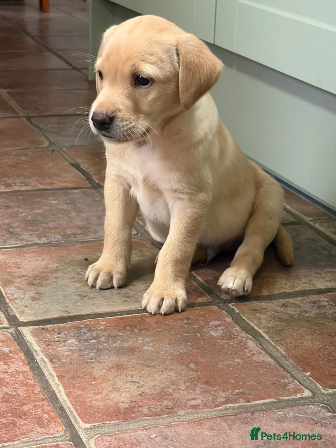 Labrador Retriever dogs for sale: Yellow KC, health tested Labradors  - Advert 2