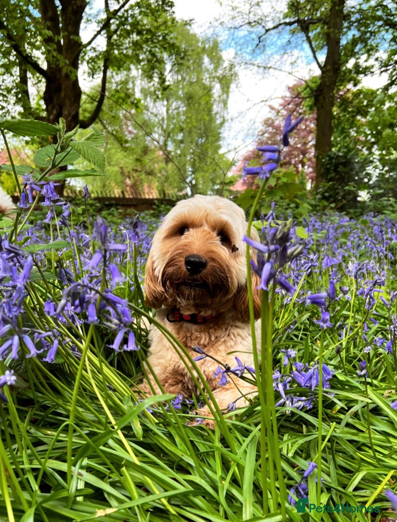 Cockapoo dogs Roo the cockapoo - Advert 1