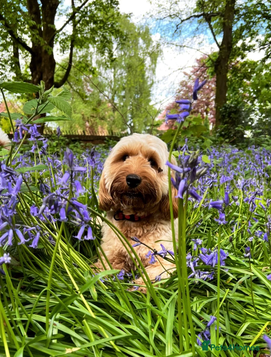 Cockapoo dogs for sale: Roo the cockapoo in Crewe - Advert 1