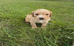 Cockapoo dogs for sale: Beautiful Cockapoo Puppies  - Image 14