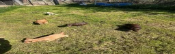 Cocker Spaniel dogs for sale: Working Cocker Pups - Advert 3