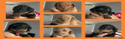 Miniature Poodle dogs for stud: Small RKC registered Miniature Phantom Poodle - Advert 15