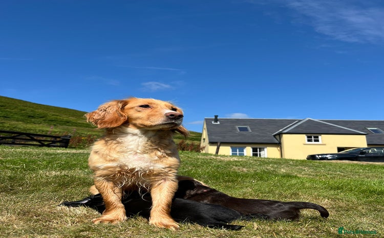 Cocker Spaniel dogs - Advert 8