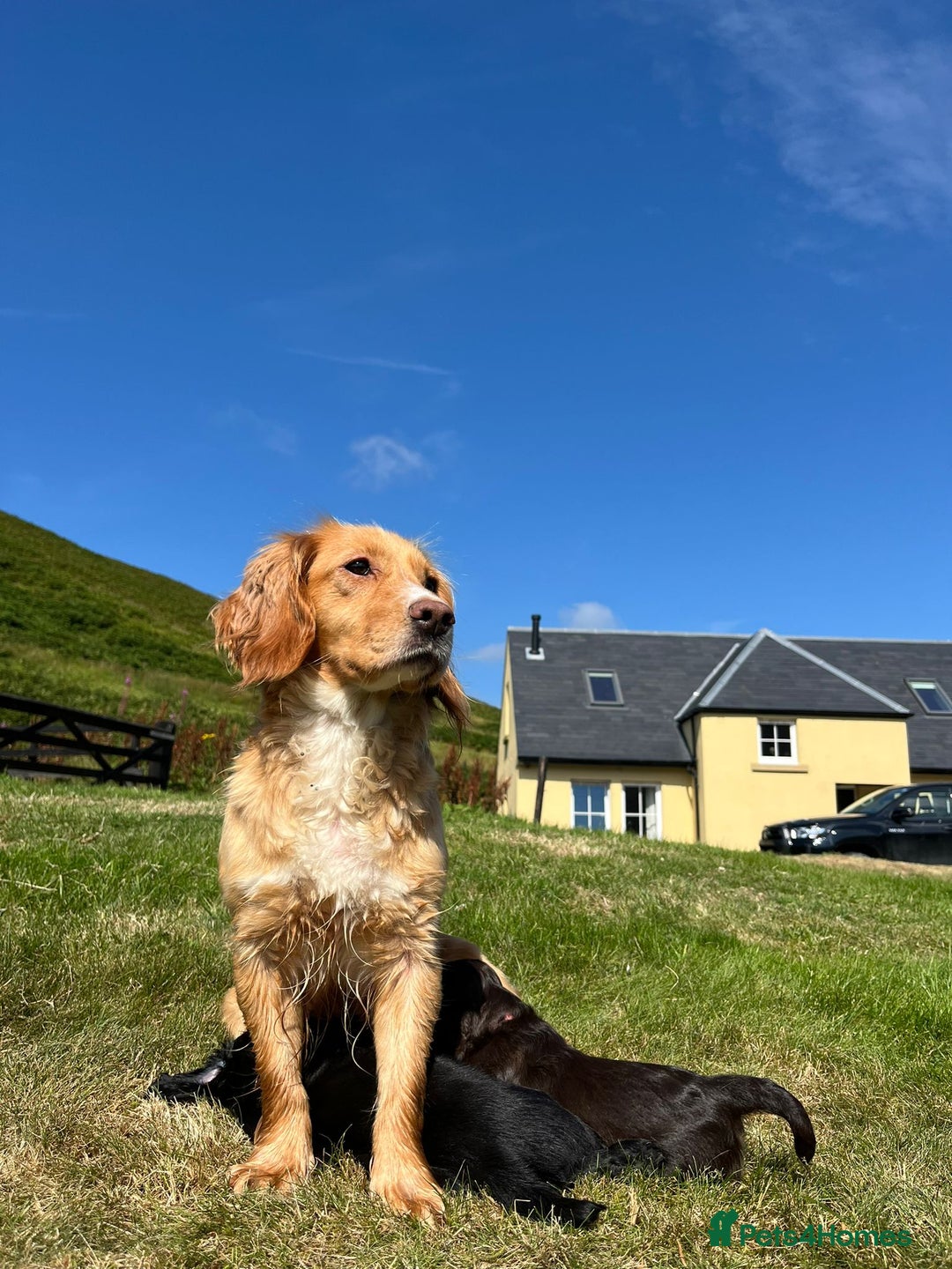 Cocker Spaniel dogs for sale: KC reg Working Cocker Spaniel Pups - Image 1