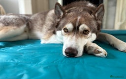 Siberian Husky dogs for sale: Siberian husky male (buck) - Image 7
