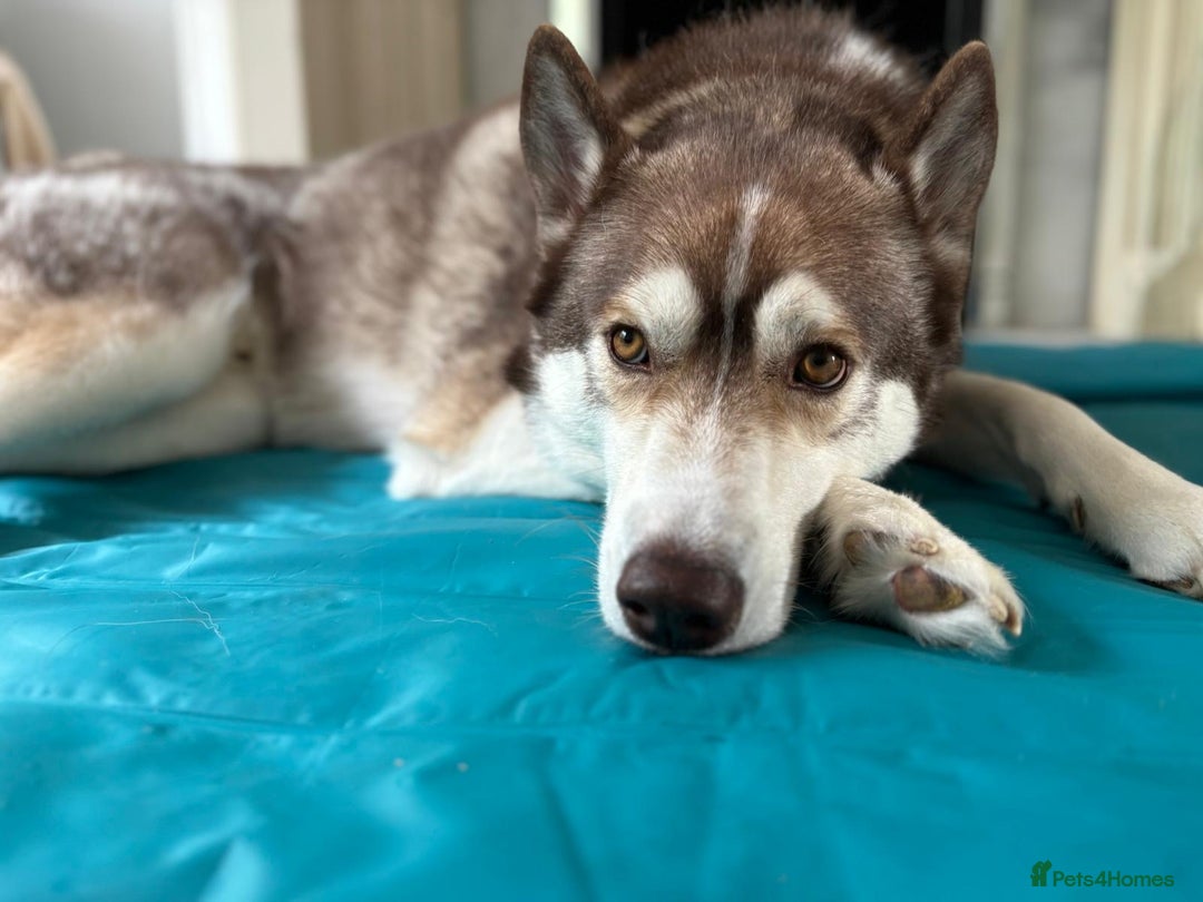 Siberian Husky dogs for sale: Siberian husky male (buck) - Image 7