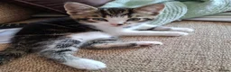 Mixed Breed cats for sale: Chester in Gateshead - Advert 3
