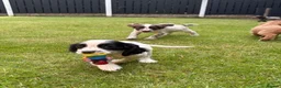 Cocker Spaniel dogs for sale: *Beautiful Litter Of Cockerspaniels* in Carnforth - Advert 8