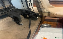 Mixed Breed dogs for sale: Staff X Cane Corso Pup - Image 5