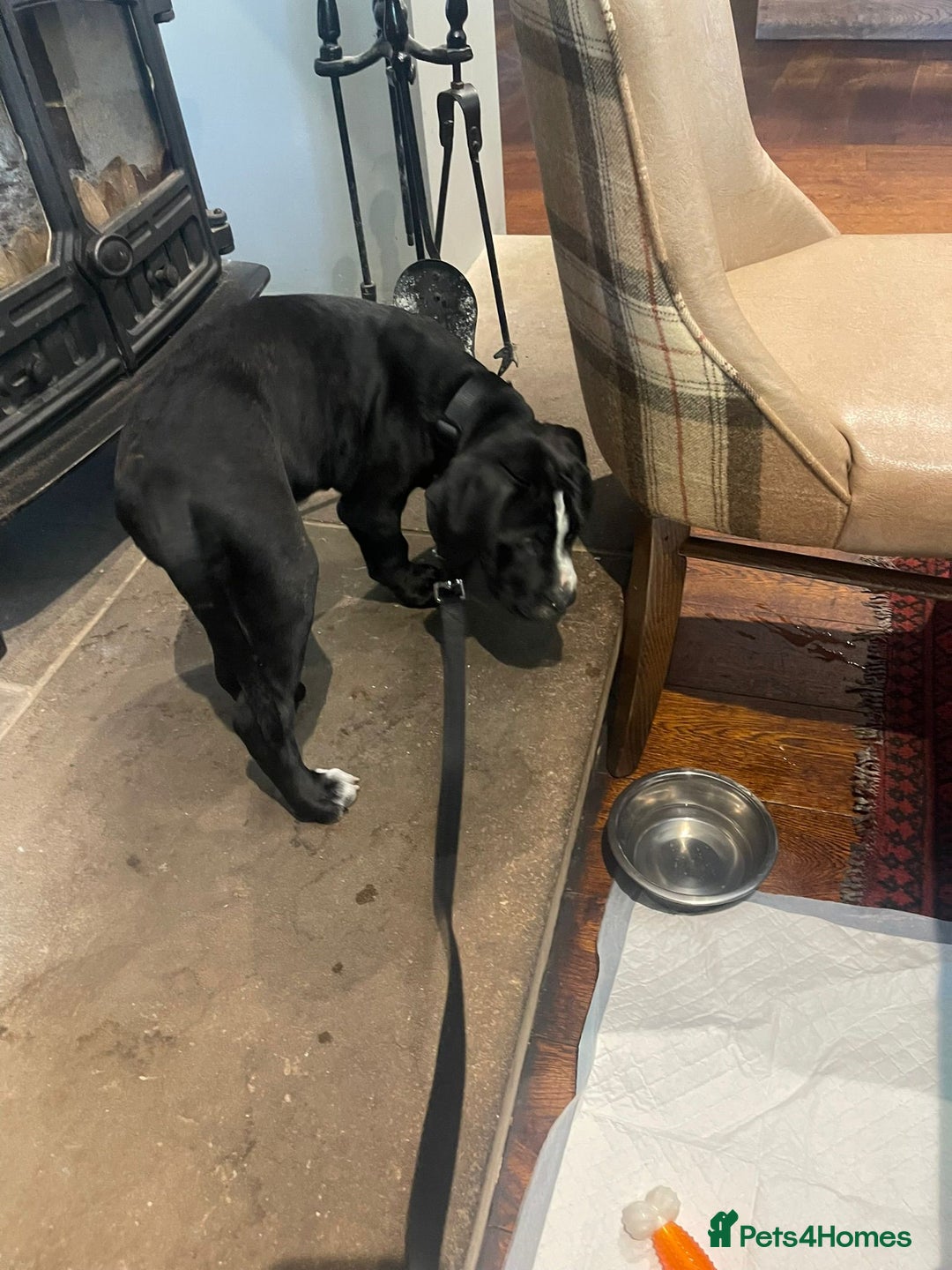 Mixed Breed dogs for sale: Staff X Cane Corso Pup - Image 5