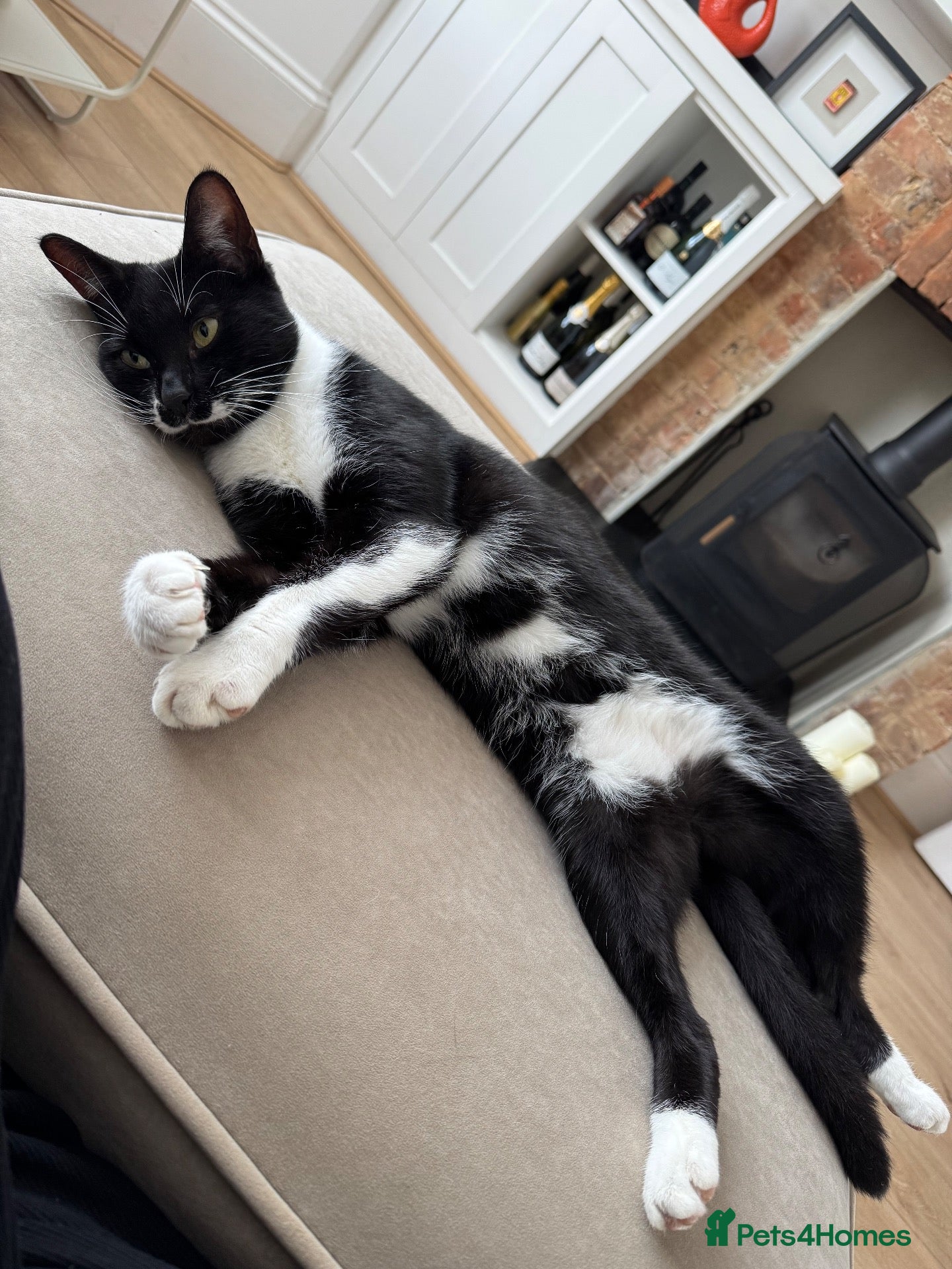 Mixed Breed cats Gorgeous Tuxedo Male  - Advert 1