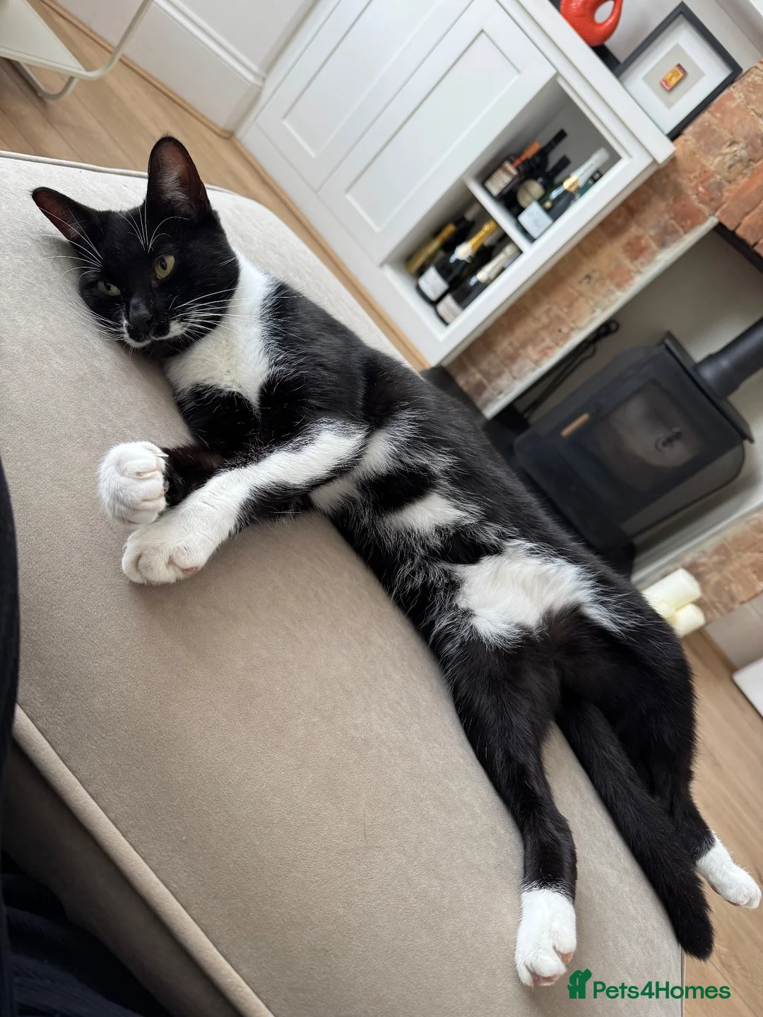 Mixed Breed cats for sale: Gorgeous Tuxedo Male  - Advert 1