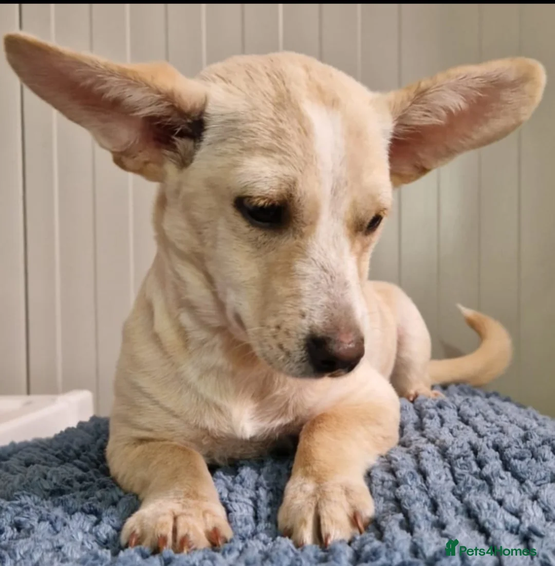 Mixed Breed dogs for adoption: Small 5kg. Mrs pEARS - Advert 1