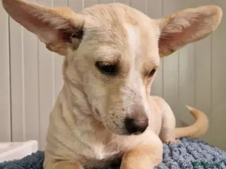 Mixed Breed dogs Small 5kg. Mrs pEARS - Advert 1