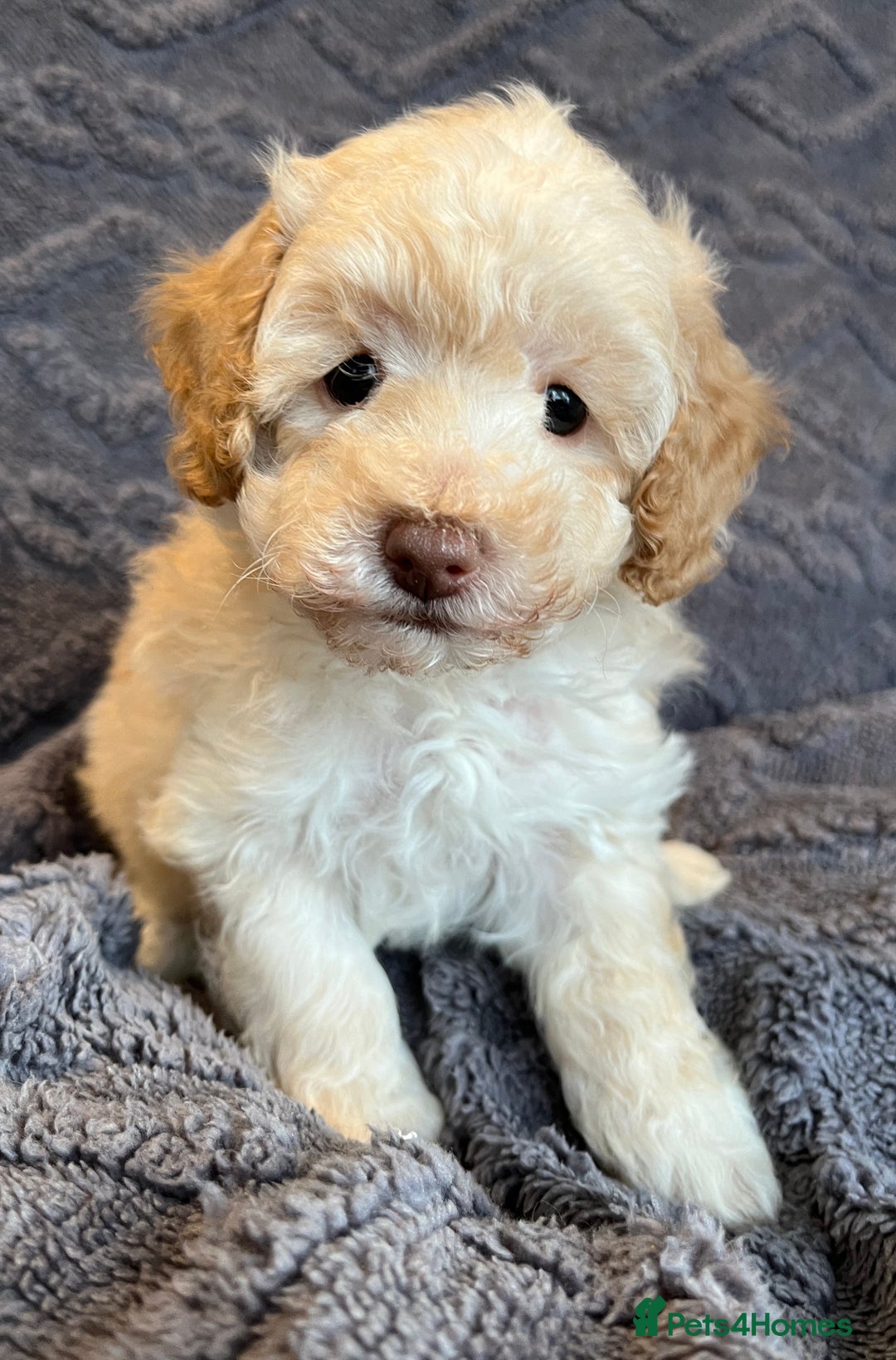 Miniature Poodle dogs for sale: Miniature Poodle Puppies Available.  - Image 4