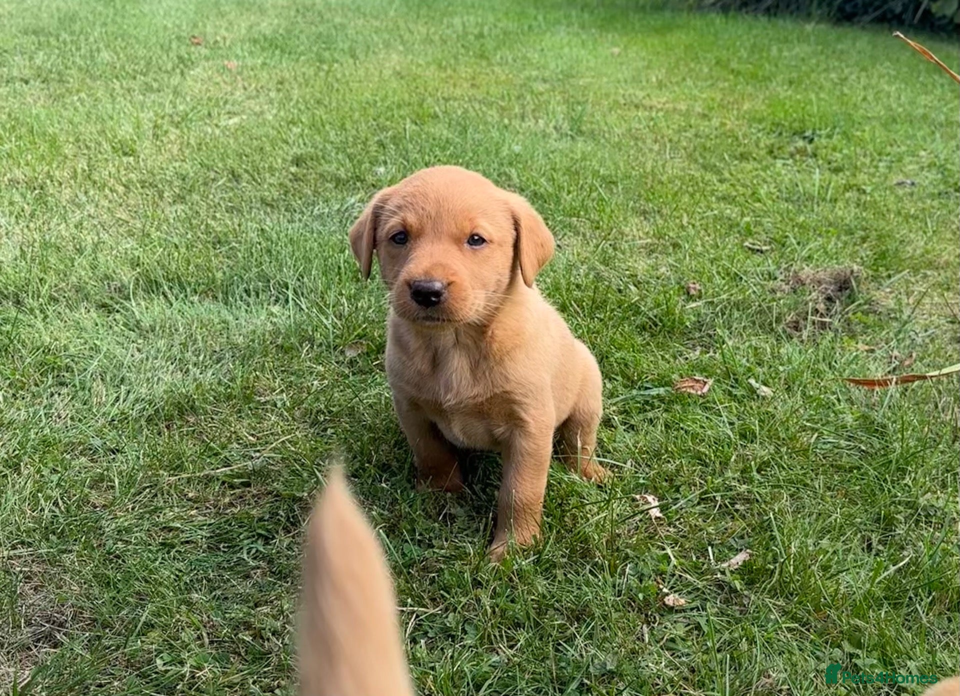 Labrador Retriever dogs Gorgeous KC Labrador Puppies - Advert 1