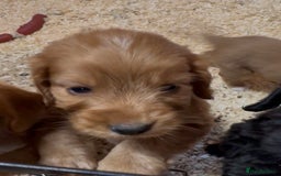 Cockapoo dogs for sale: Cockapoo puppies - Image 5