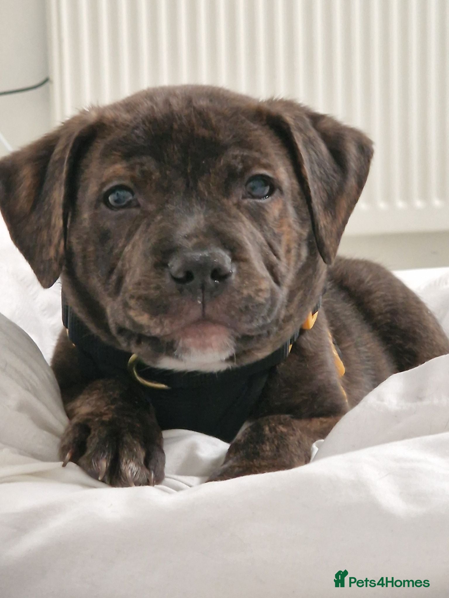 Staffordshire Bull Terrier dogs PASHA BABY - Advert 2