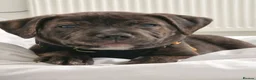 Staffordshire Bull Terrier dogs for sale: PASHA BABY in London - Advert 1
