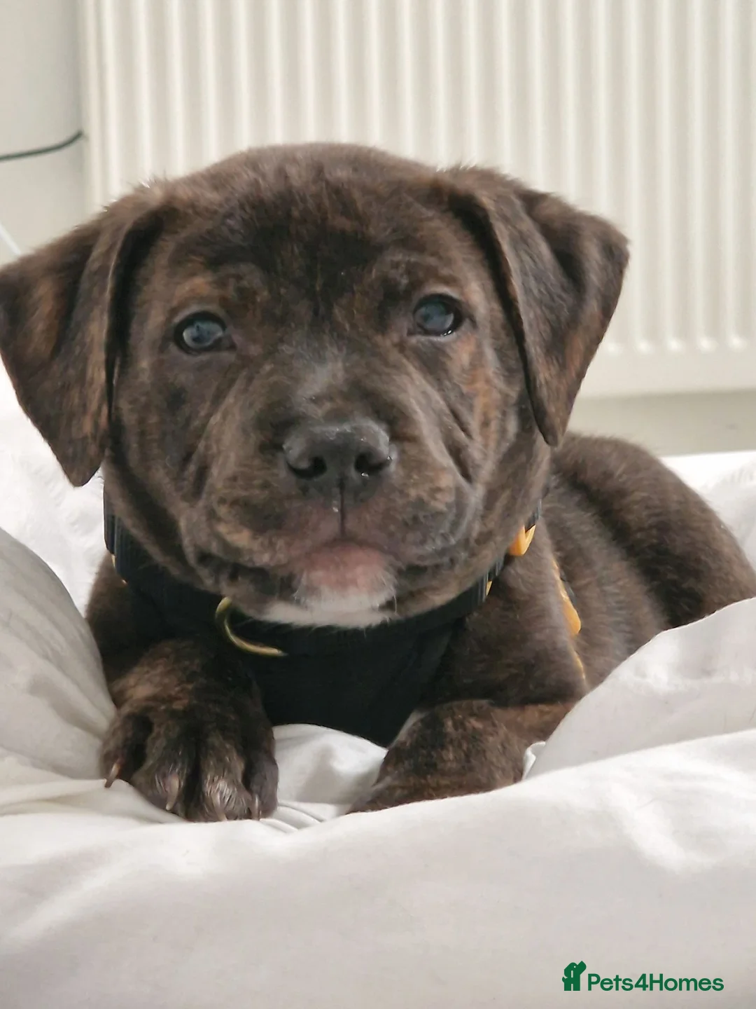 Staffordshire Bull Terrier dogs for sale: PASHA BABY in London - Advert 1