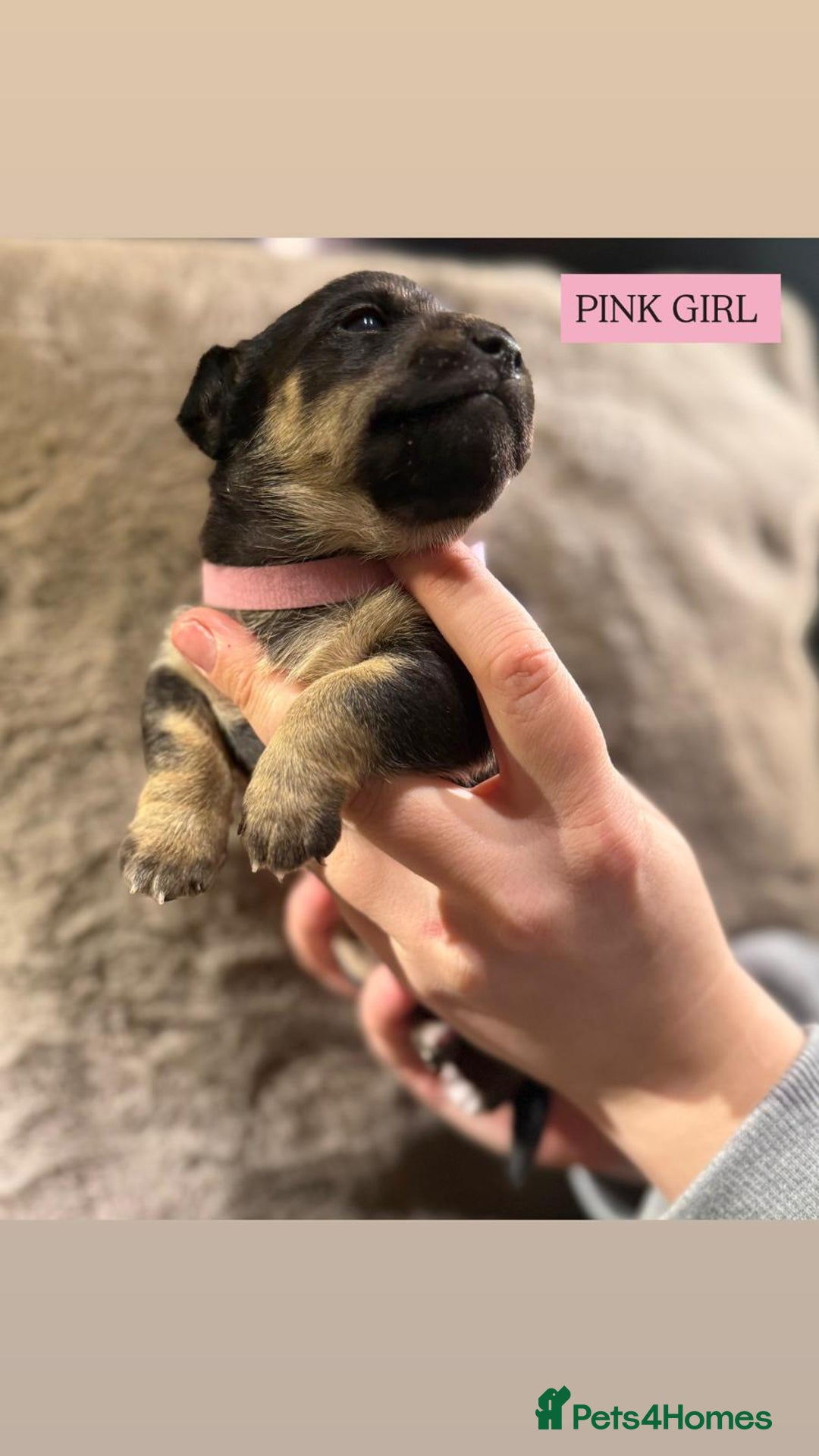 Jack Russell dogs for sale: Pure Breed special colour Jack Russells  - Advert 13