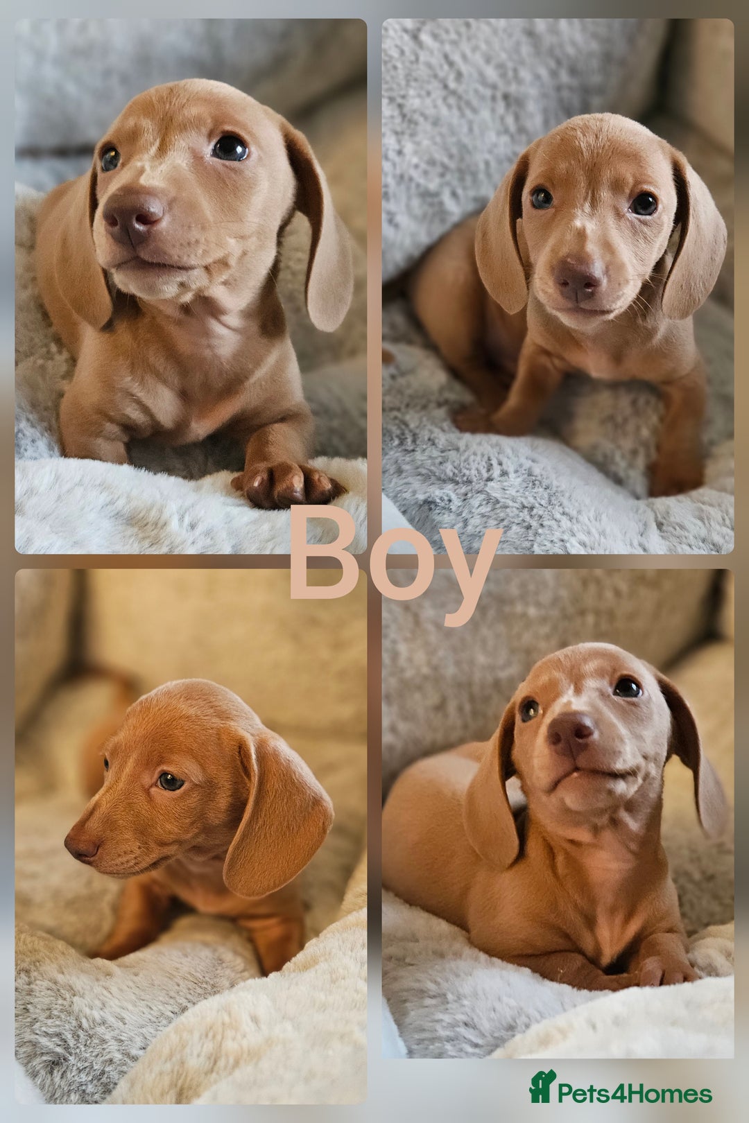 Miniature Dachshund dogs for sale: Ready to leave now kc miniature Dachshund puppies  - Advert 12