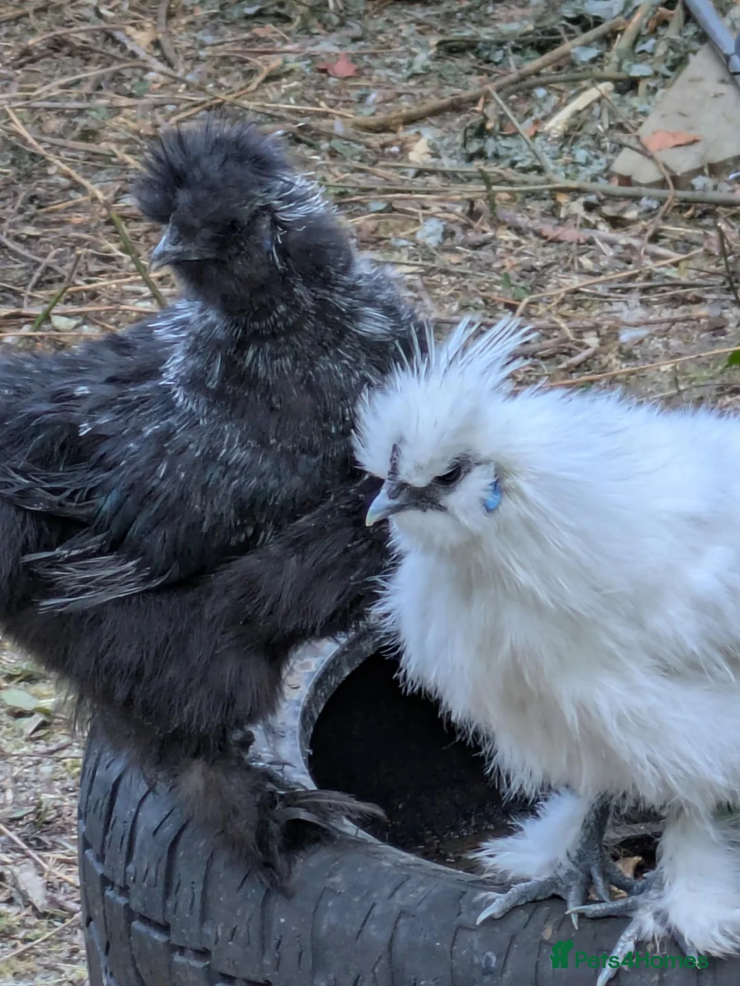 Chickens poultry for sale: Silkie Cockerels "Babs" Ferdinand" and "Nugget" in Lewes - Advert 1