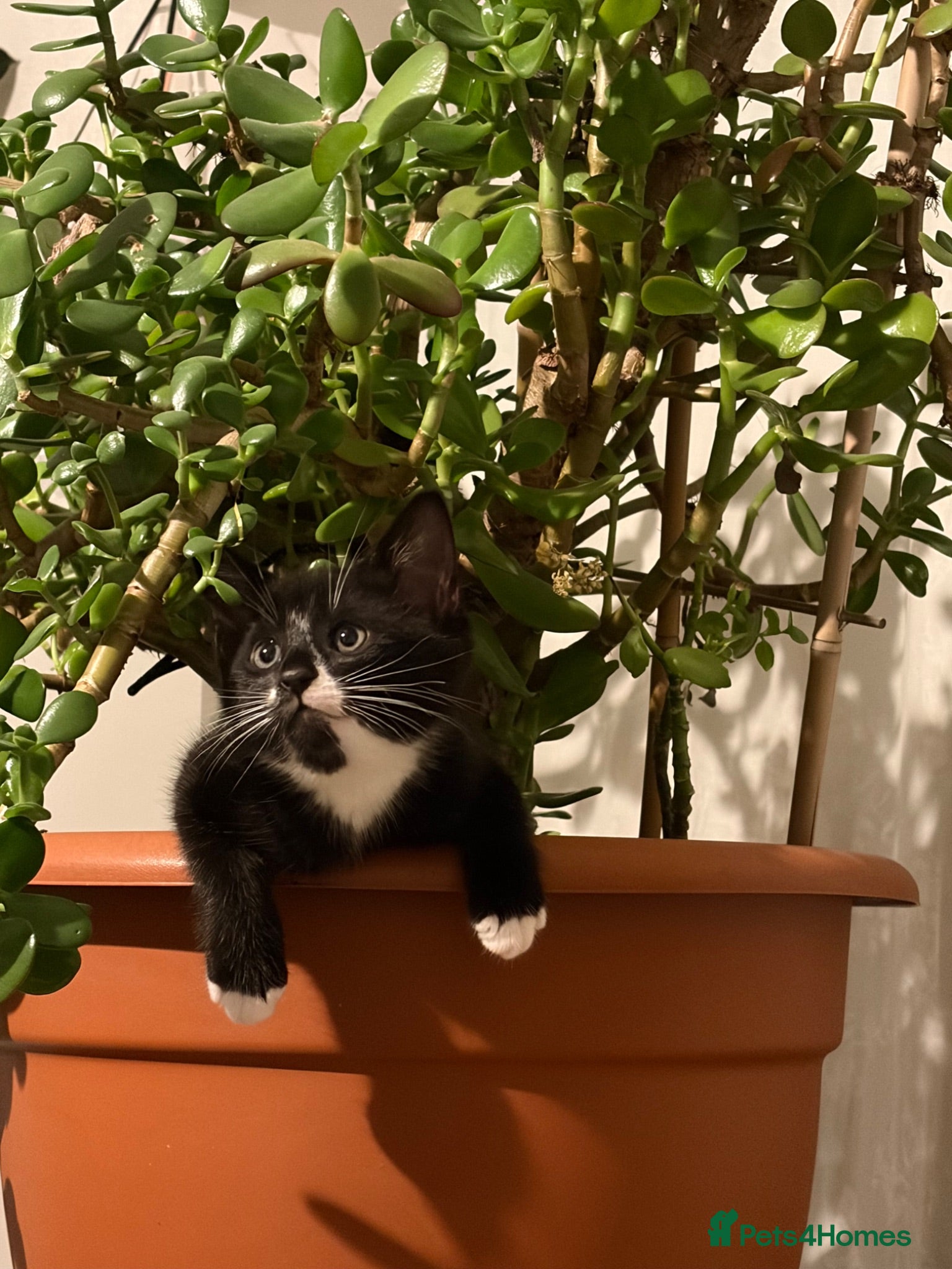 Mixed Breed cats Lovely kittens looking for loving home - Advert 1
