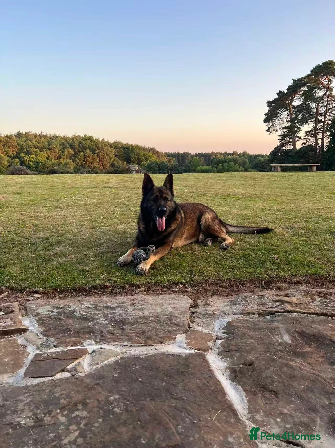 German Shepherd dogs for sale: DDR German Shepherd –Looking for a New Home in Horsham - Advert 5