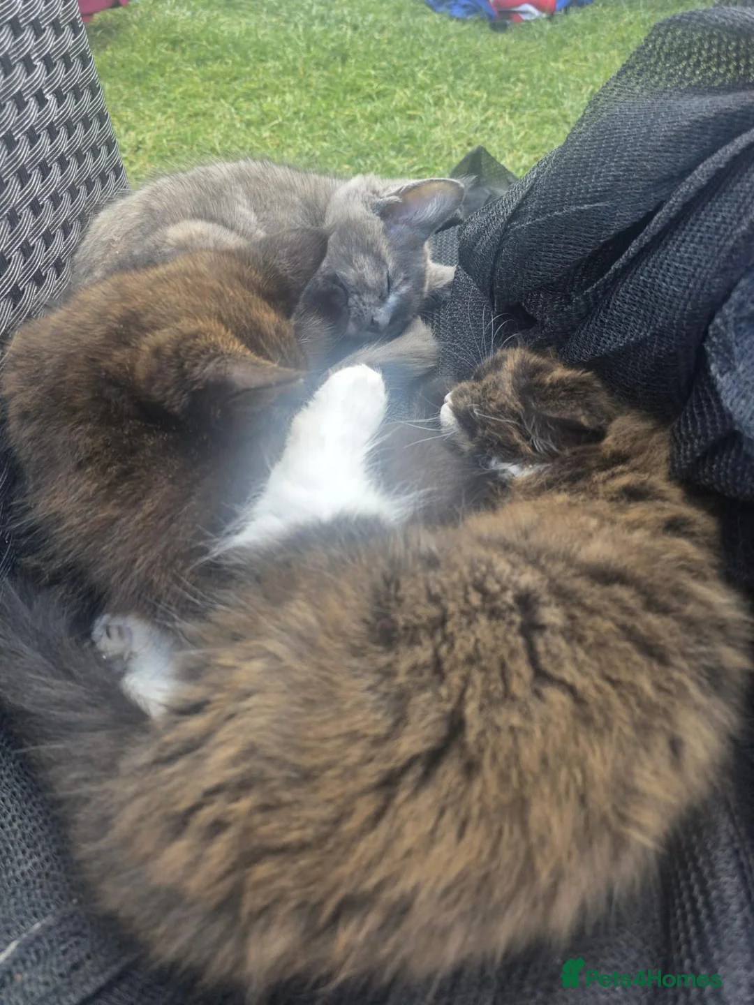 Maine Coon cats for sale: Beautiful mainecoon x kittens!!! in Burton-on-Trent - Advert 8