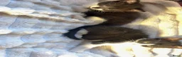 Domestic Shorthair cats for sale: 🐾 Gorgeous Black & White Kittens  - Advert 8