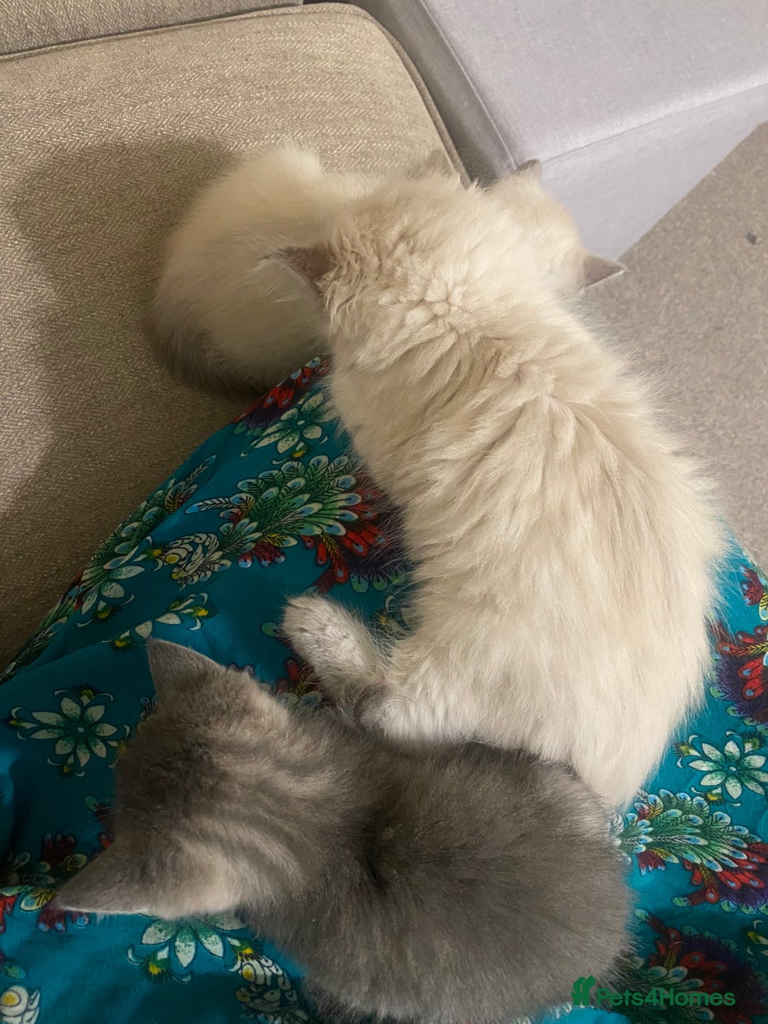 Siamese cats for sale: Beautiful Female Siamese kitten / 7 months/Dundee - Advert 7