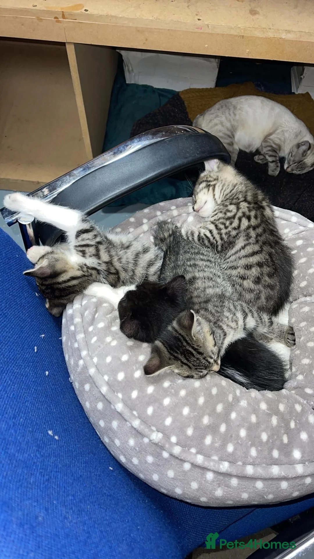 Mixed Breed cats for sale: Mixed kittens for sale - Advert 6