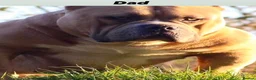 American Bully dogs for sale: Abkc American pockets - Advert 5