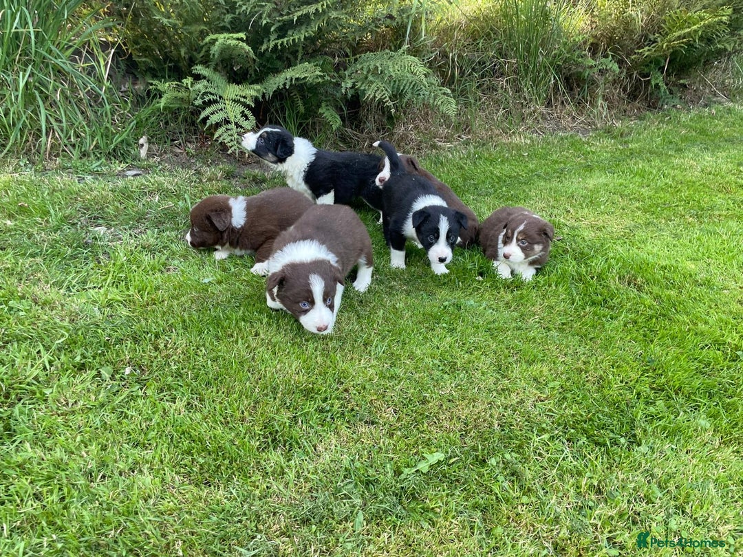 Border Collie dogs for sale: *BORDER COLLIE PUPPIES*⚫️⚪️🟤 - Image 9