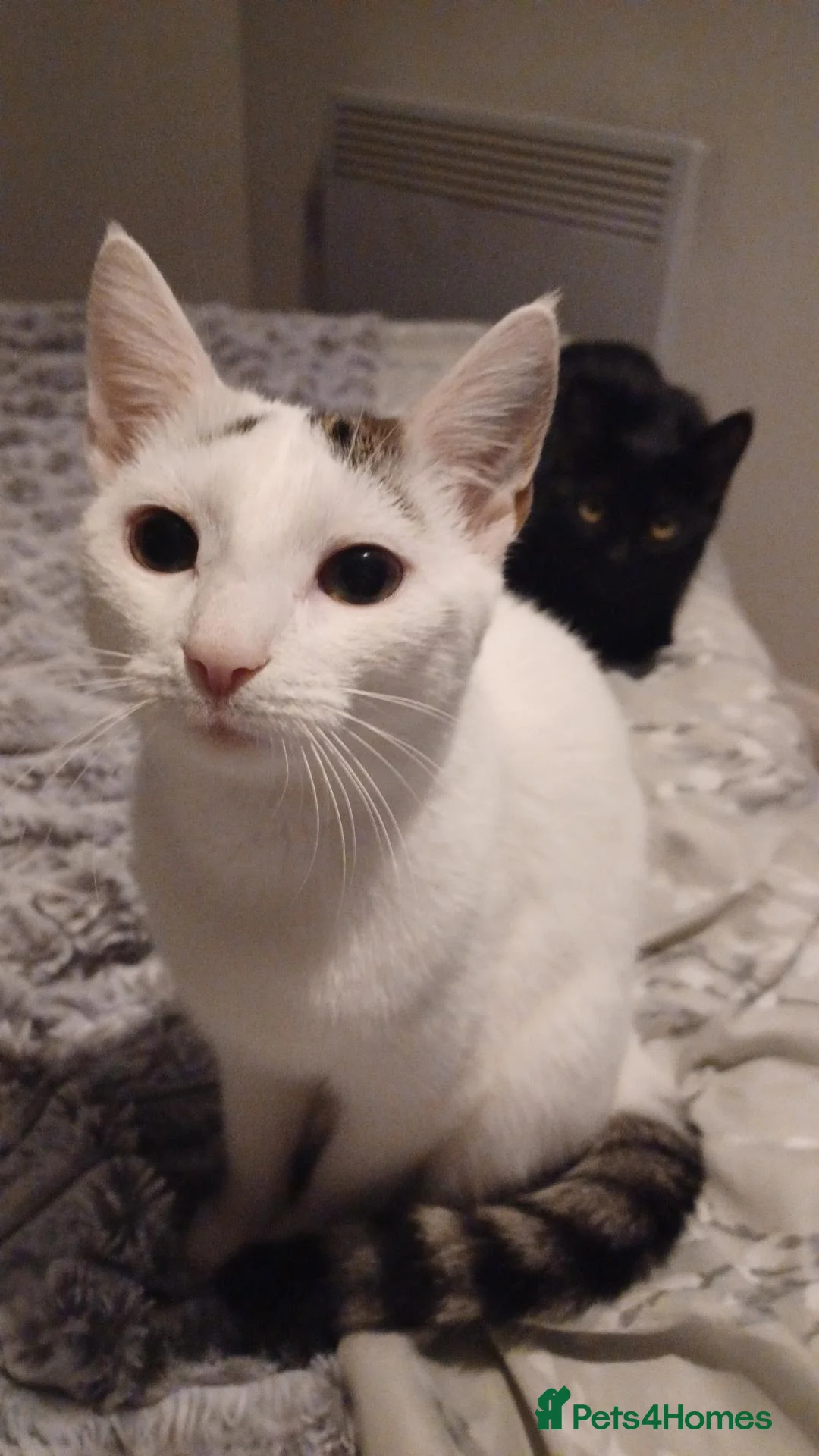 British Shorthair cats for sale: Angora/tabby kitten in Bedford - Advert 2