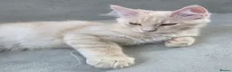 Maine Coon cats for sale: Rare Colour 3/4 Maincoon Ragdoll Mix Kitten - Advert 24
