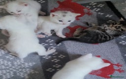 Mixed Breed cats for sale: Adorable White/Tabby Kittens Looking for Homes! 🐾 - Image 11