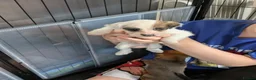Mixed Breed dogs for sale: F1 jackain  - Advert 15