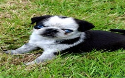 Pug dogs for sale: Pug puppies-Merle, panda and koi - Image 1