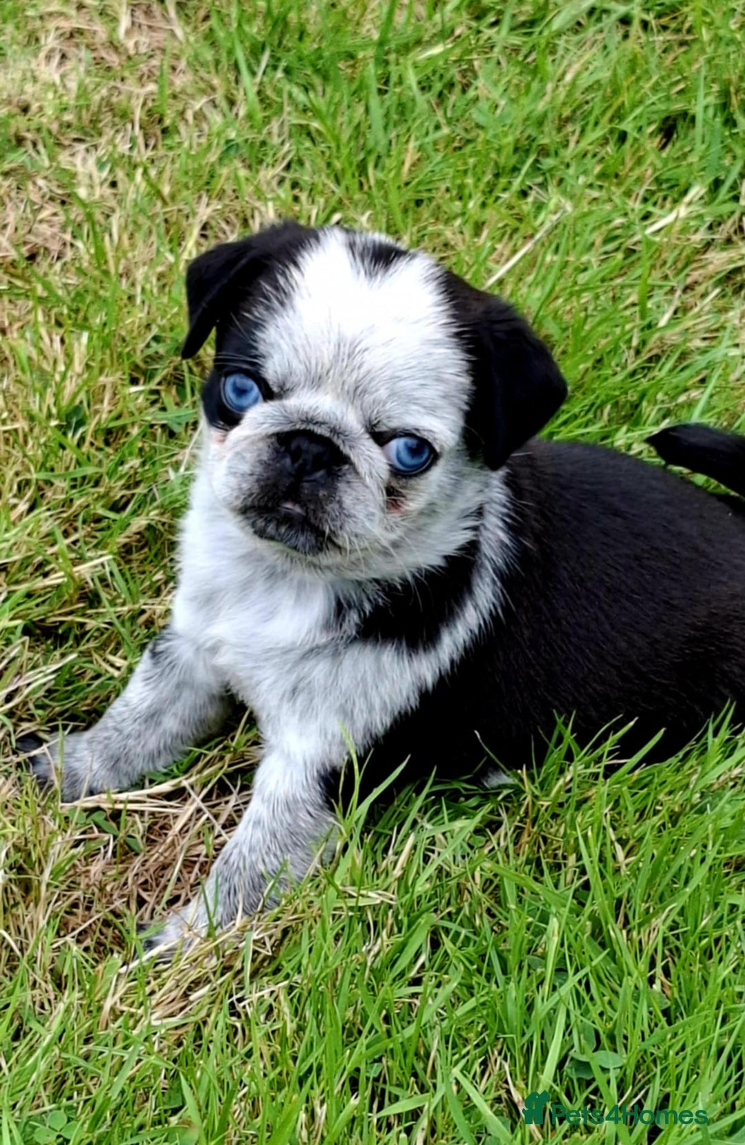 Pug dogs for sale: Pug puppies-Merle, panda and koi - Image 1